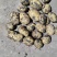 菜土豆【尤金,V7,实验一,龙丹,沃土,荷兰菜豆】