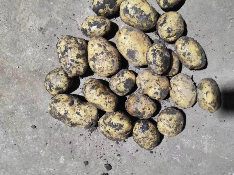 菜土豆【尤金，V7,实验一，龙丹，沃土，荷兰菜豆】