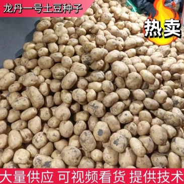 菜土豆【尤金,V7,实验一,龙丹,沃土,荷兰菜豆】
