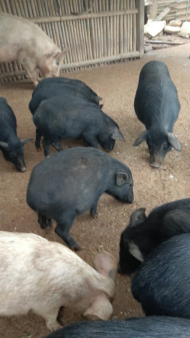 生态黑猪肉，广东韶关养殖场供货，量大质好价优电联采购