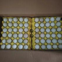 湖北武汉精品绿壳鸡蛋大量供应自己的养殖场新鲜发货营养丰富