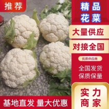 陕西汉中白花菜花乳白紧花带叶实菜花产地直发无公害