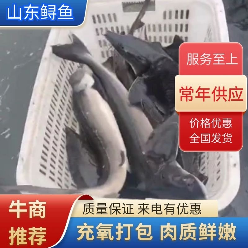 山东潍坊鲟鱼，一手货源，量大价优，可视频看货，欢迎来电