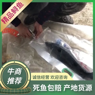 【死鱼包赔】鲟鱼一手货源地，支持快递，价格优惠，欢迎联系