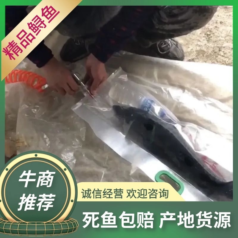 【死鱼包赔】鲟鱼一手货源地，支持快递，价格优惠，欢迎联系