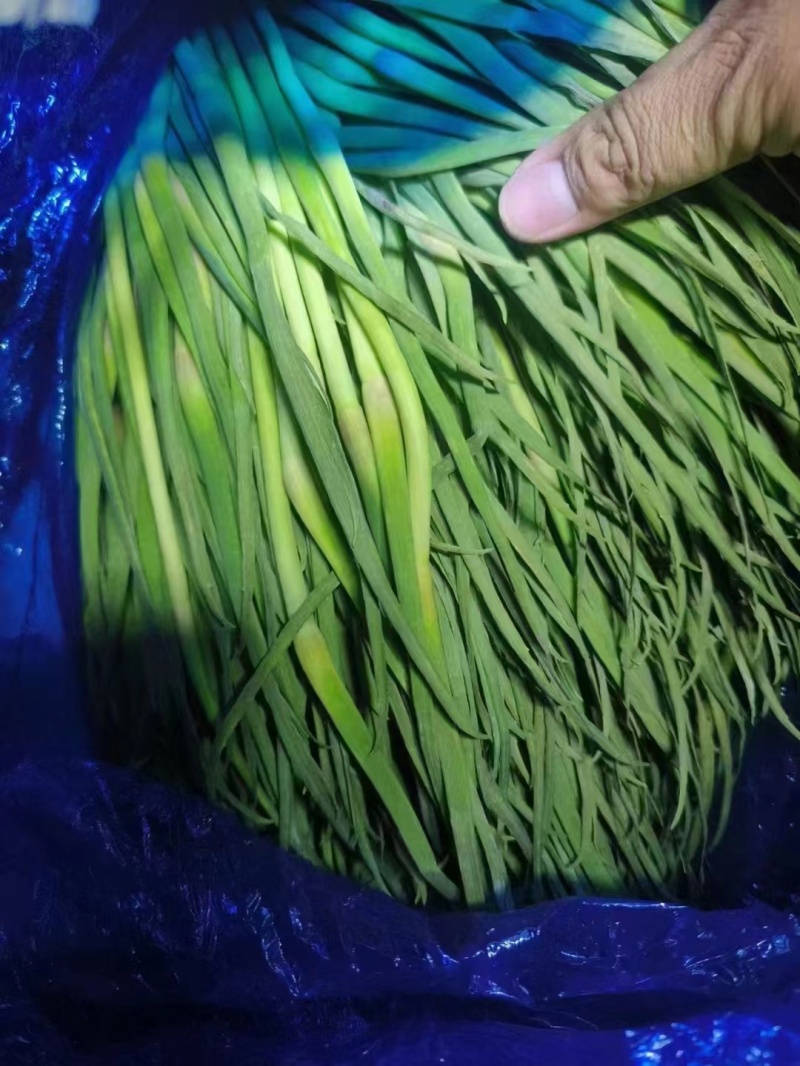 世界大蒜看金乡，金乡本地精品红帽蒜苔大量上市！需要的老板