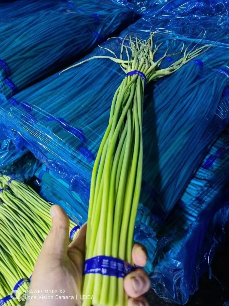 世界大蒜看金乡，金乡本地精品红帽蒜苔大量上市！需要的老板