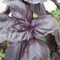意大利紫罗勒种子香草籽大叶九层塔种子金不换种子