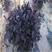 意大利紫罗勒种子香草籽大叶九层塔种子金不换种子