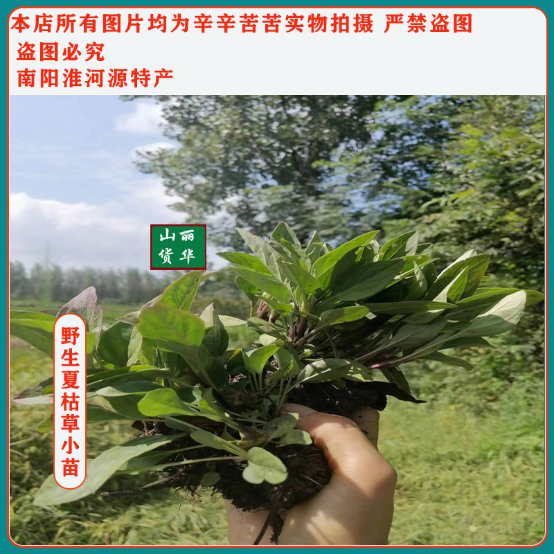 夏枯草小苗幼苗野生夏枯草小苗夏枯球小苗中苗大苗批发零售