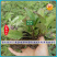 夏枯草小苗幼苗野生夏枯草小苗夏枯球小苗中苗大苗批发零售