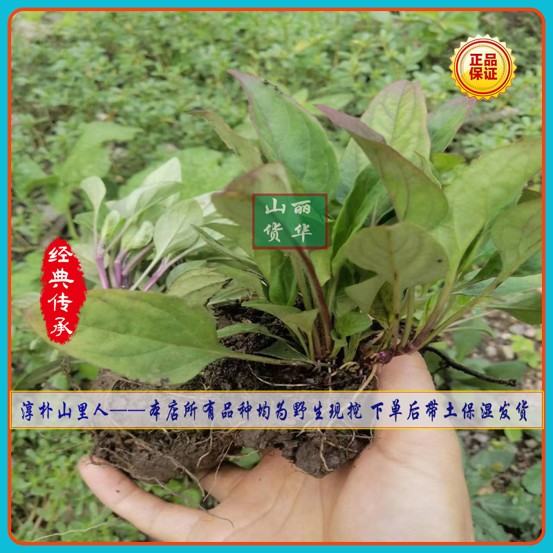 夏枯草小苗幼苗野生夏枯草小苗夏枯球小苗中苗大苗批发零售