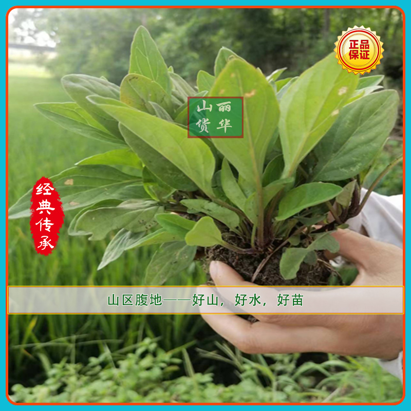 夏枯草小苗幼苗野生夏枯草小苗夏枯球小苗中苗大苗批发零售
