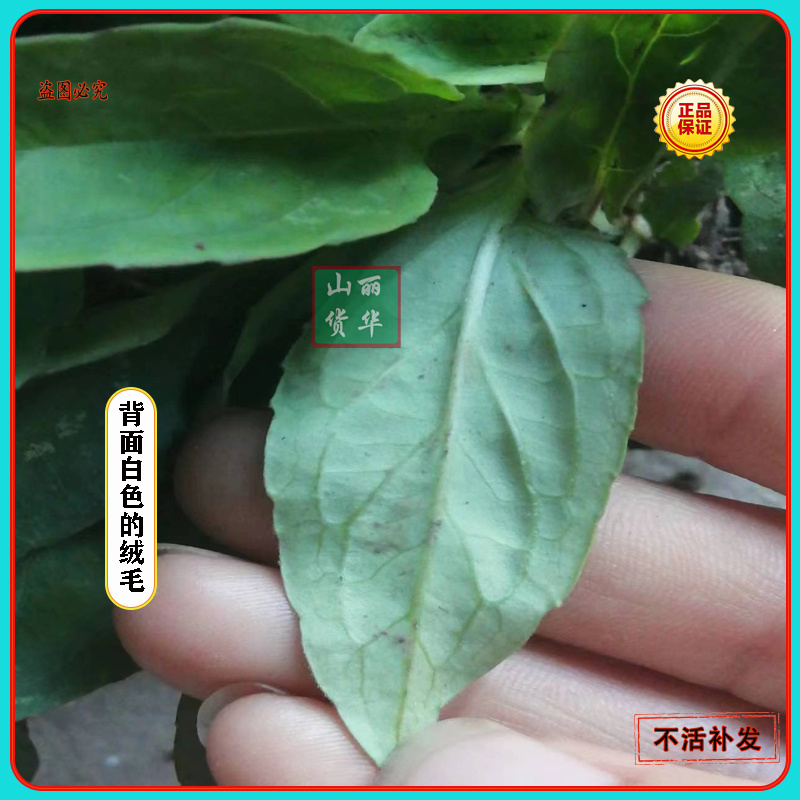 夏枯草小苗幼苗野生夏枯草小苗夏枯球小苗中苗大苗批发零售