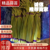 【精品】金乡蒜薹山东蒜薹随到随装保质保量欢迎咨询
