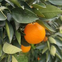 中华红橙产地直供货源充足品质保证对接商超市场团购欢