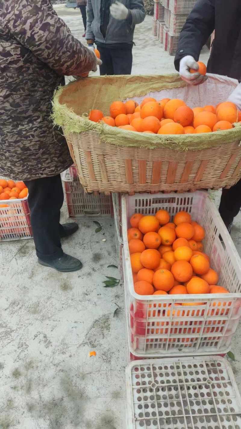 中华红橙产地直供货源充足品质保证对接商超市场团购欢
