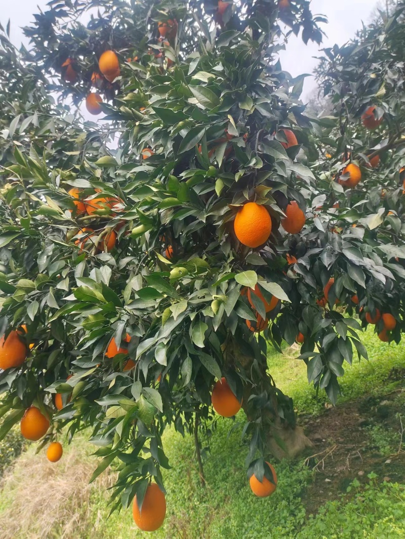 长虹脐橙品质保证产地直发可视频看货欢迎咨询