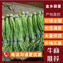 【品质】金乡蒜薹、代收代存、一吨起批、随到随装