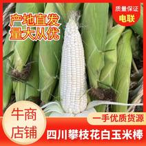 白玉米鲜玉米玉米棒四川产地直发优质货源欢迎电联采购