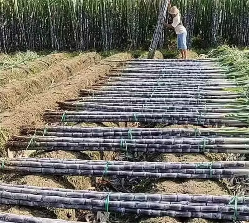 黑皮甘蔗田地实景图