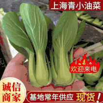 上海青小油菜《上海》基地现货常年供应全国发货量大