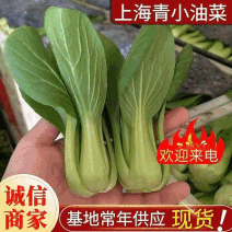 上海青小油菜《上海》基地现货常年供应全国发货量大优惠