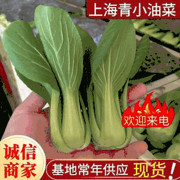 上海青小油菜《河南》基地现货常年供应全国发货量大优惠