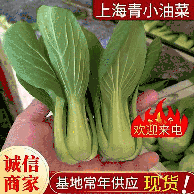 上海青小油菜《河南》基地现货常年供应全国发货量大优惠