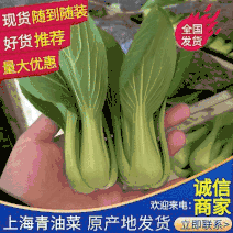 上海青小油菜《广东》基地现货常年供应全国发货量大