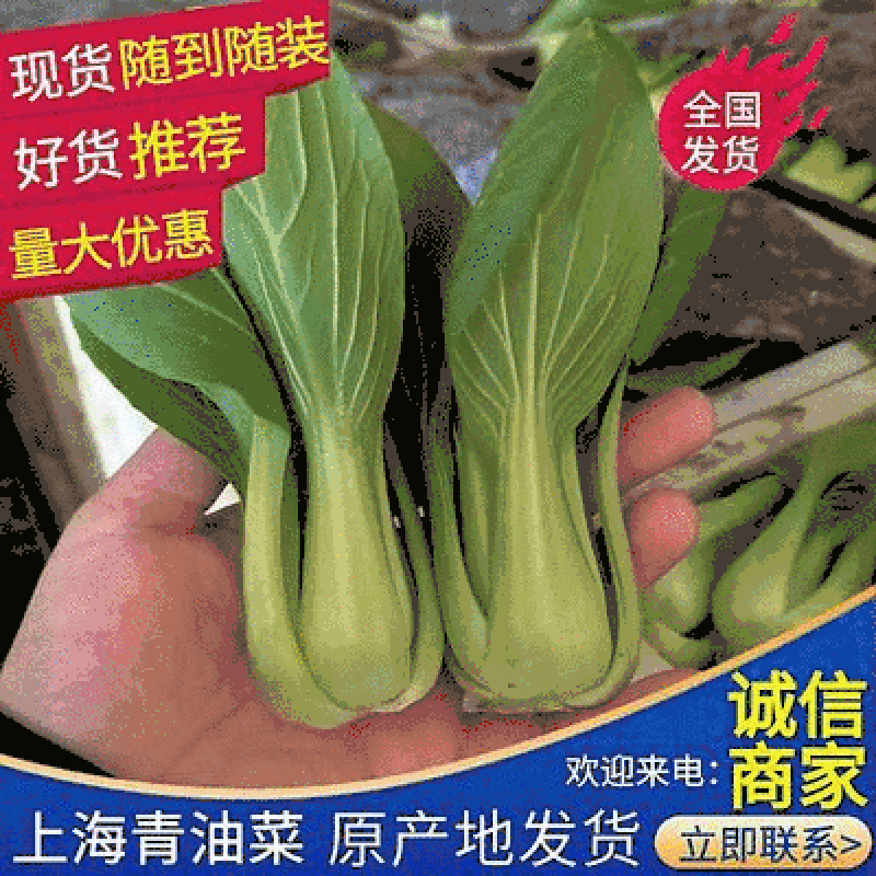上海青小油菜《广东》基地现货常年供应全国发货量大优惠