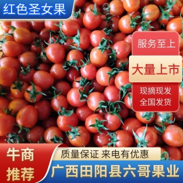 圣女果量大降价牛商推荐产地发货以质论价现摘现发