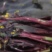 红菜苔，洪山菜苔25到35公分，可长期供货基地直供电联