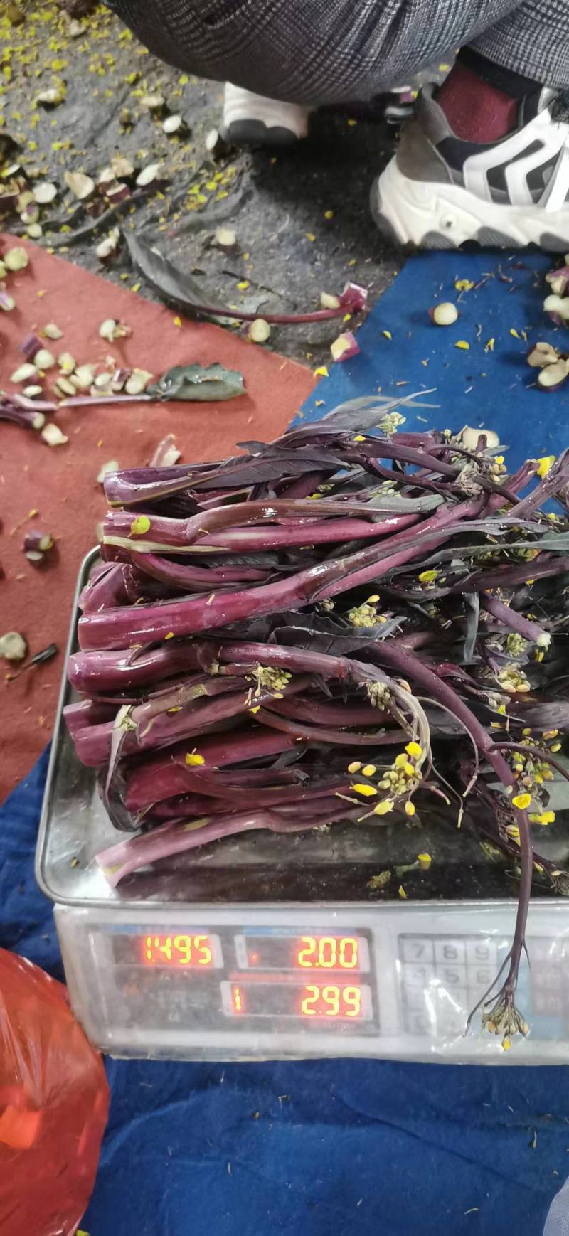 红菜苔，洪山菜苔25到35公分，可长期供货基地直供电联