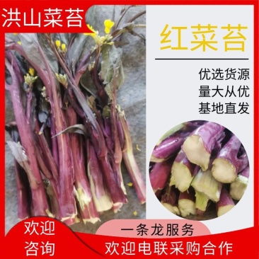 红菜苔，洪山菜苔25到35公分，可长期供货基地直供电联