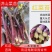 红菜苔，洪山菜苔25到35公分，可长期供货基地直供电联
