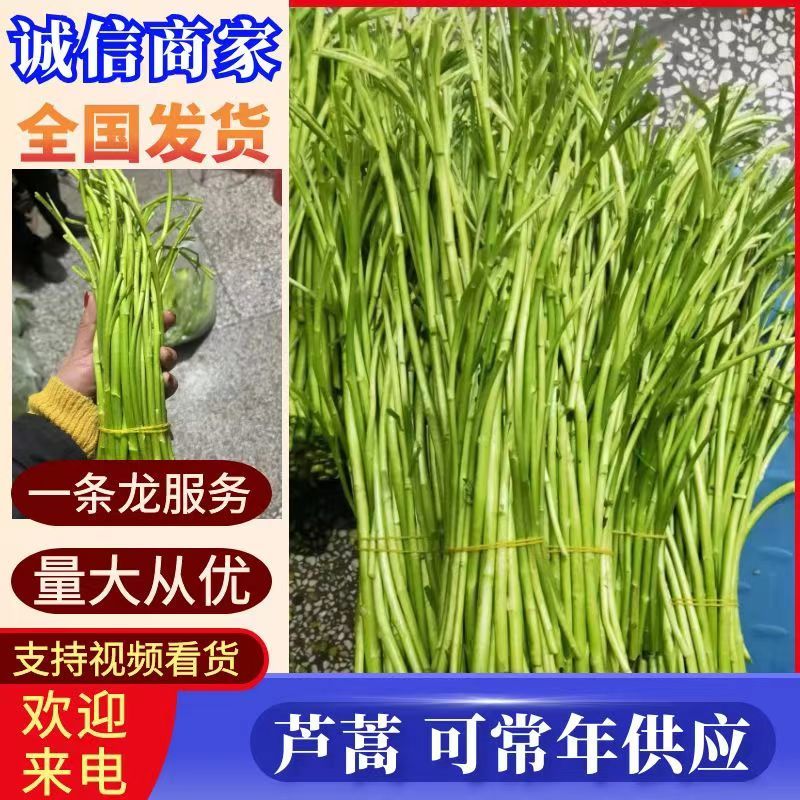 精品芦蒿江西南昌常年供应保质保量价格便宜全国发货