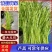 芦蒿江苏泗阳县常年供应保质保量价格便宜全国发货