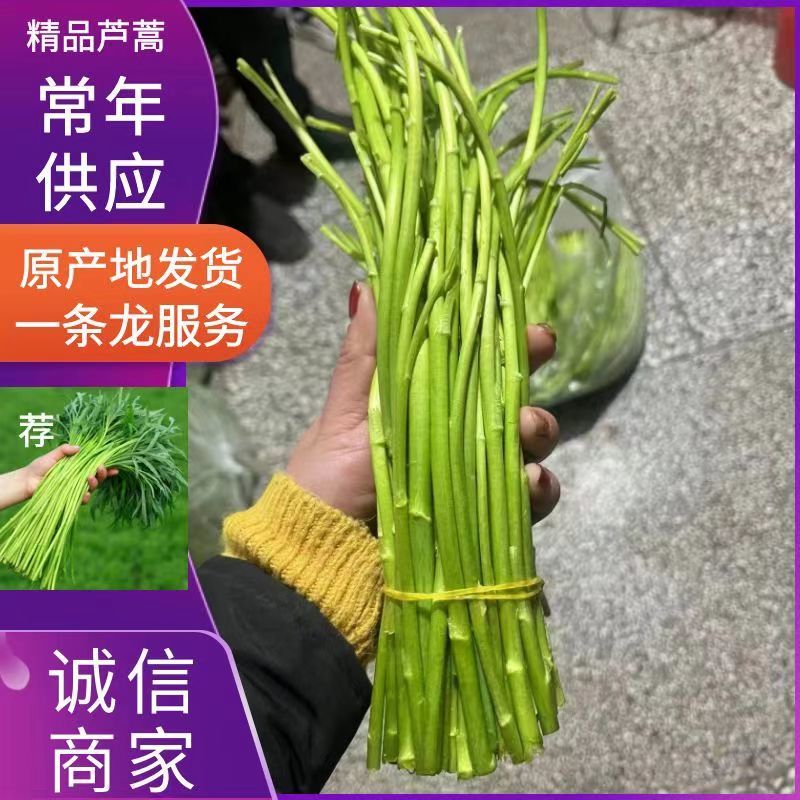 精品芦蒿江苏无锡常年供应保质保量价格便宜全国发货