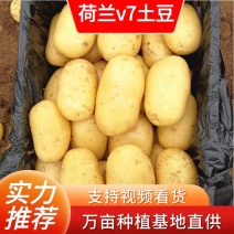 【甄选】荷兰v7土豆大量上市，供货量大，薯型好合作共赢。