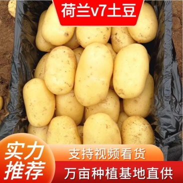 【热卖】荷兰新土豆大量上市、颜色亮，诚信经营，合作共赢。