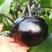 嫁接茄子苗，有改良黑宝好品种，分为50孔和72孔