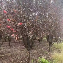 桂花树品质保证产地直发可视频欢迎咨询