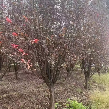 桂花树品质保证产地直发可视频看货欢迎咨询