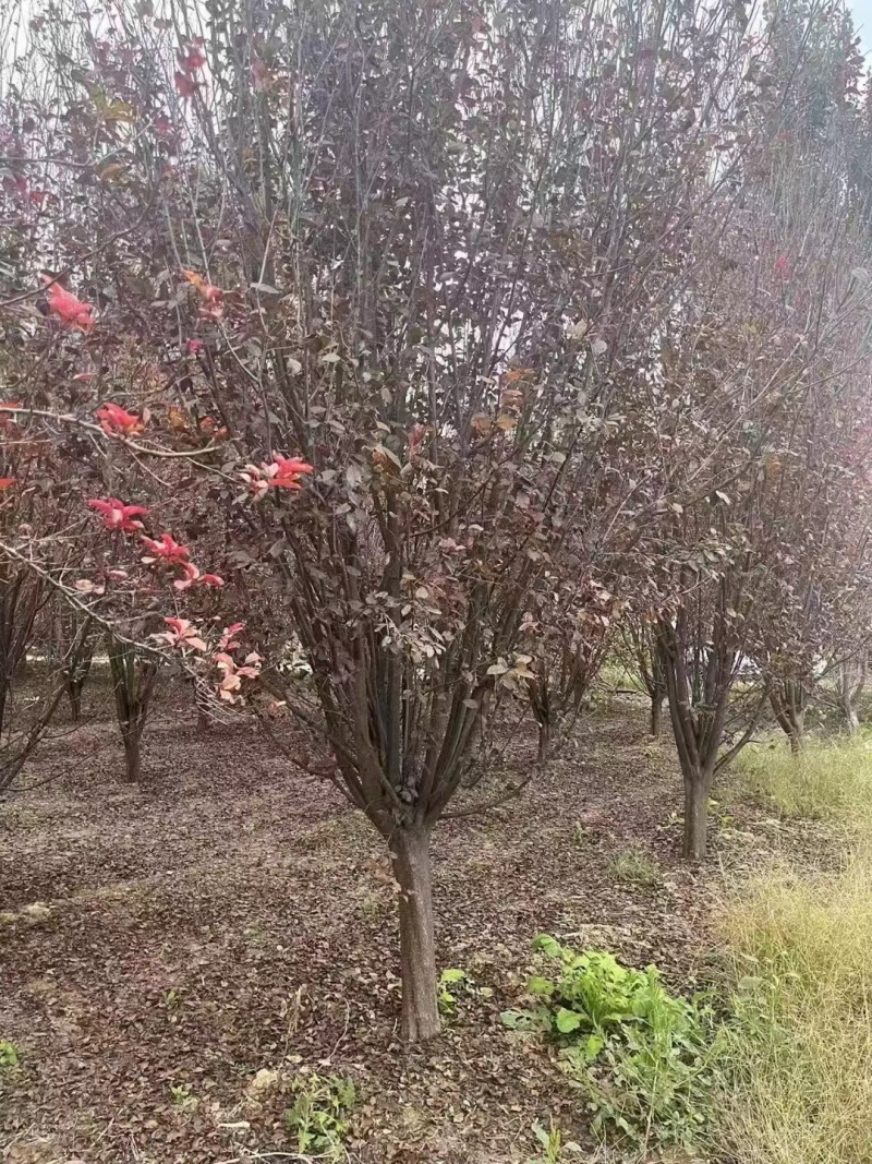 桂花树品质保证产地直发可视频看货欢迎咨询