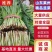 山东韭菜莱州紫根红韭菜陆续上市!保质保量代发全国