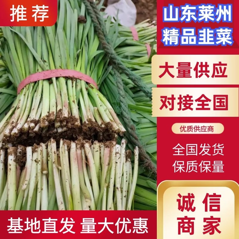 山东韭菜莱州紫根红韭菜陆续上市！保质保量代发全国