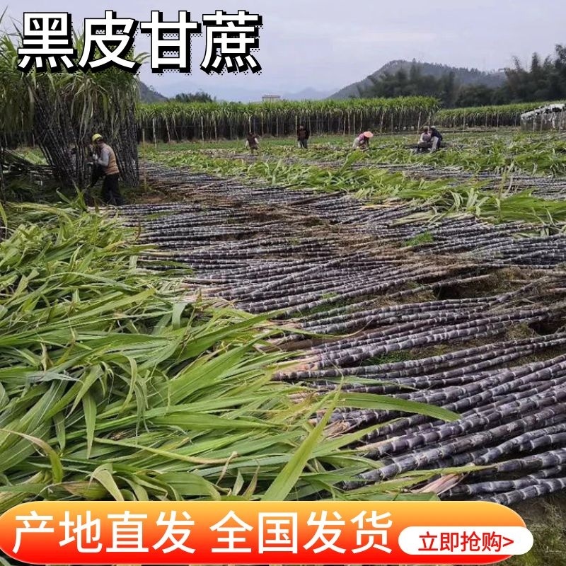 广西黑皮甘蔗货量充足，产地直发，诚信经营，欢迎咨询