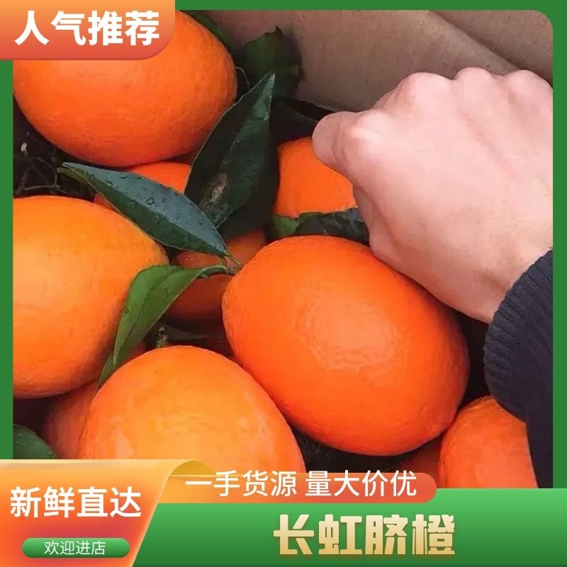 长虹脐橙湖北产地直供个大皮薄挂树鲜果现采现发可视频拿货看货