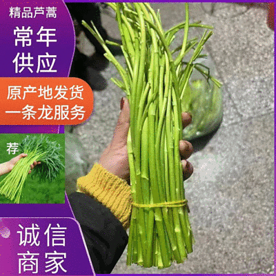 精品芦蒿安徽芜湖常年供应保质保量价格便宜全国发货